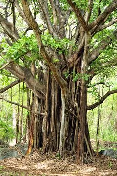 A picture of an old tree Stock Photos