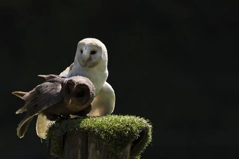 A picture of a owl Stock Photos