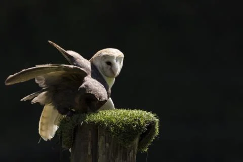 A picture of a owl Foto stock