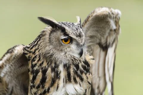 A picture of a owl Stock Photos
