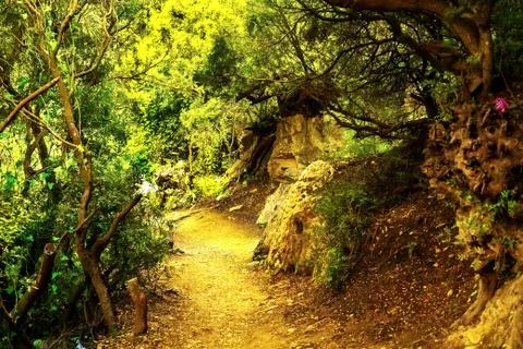 In the picture - a path in a dense forest in the mountains Stock Photos