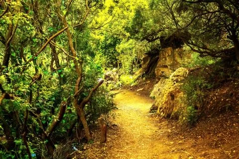 In the picture - a path in a dense forest in the mountains Foto stock