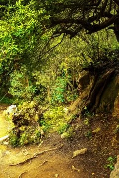 In the picture - a path in a dense forest in the mountains Stock Photos