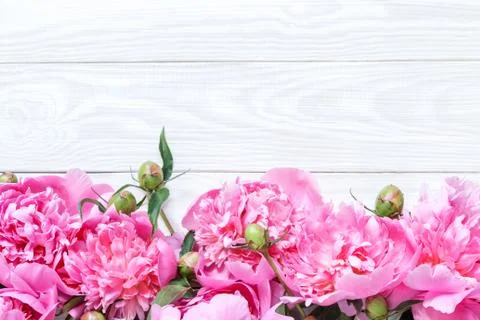 Picture with peonies Stock Photos