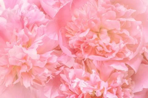 Picture with peonies Stock Photos