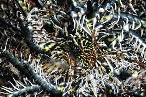 A picture of a phantom snapping shrimp Stock Photos