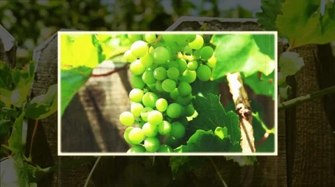 PICTURE-IN-PICTURE GRAPE CLUSTER Stock Footage 54268642