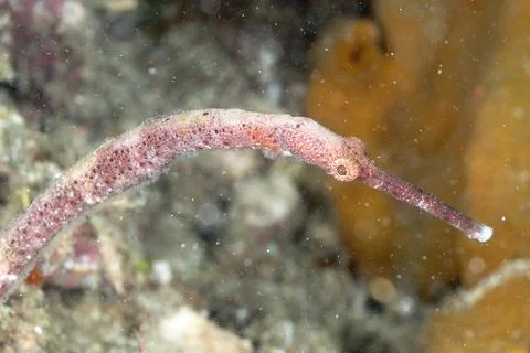 A picture of a pipefish Stock Photos