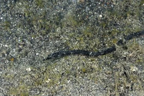 A picture of a pipefish Stock Photos
