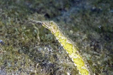 A picture of a pipefish Stock Photos