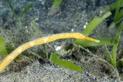 A picture of a pipefish Foto stock