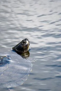 A picture of a pond slider face. Stock Photos