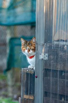 Picture with a portrait of a surprised cat while warming up in the sun. Stock Photos