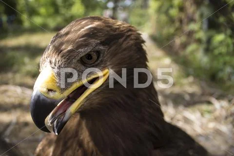Picture of the proud eagle at the zoo Stock Photos