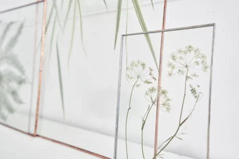 Picture of real plants between the glasses. Natural decorative elements for home Foto stock
