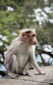  A picture of Rhesus Monkey with a missing hand Stock Photos