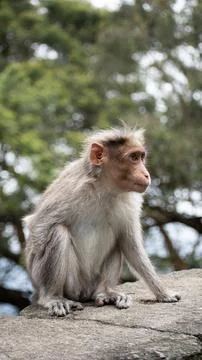  A picture of Rhesus Monkey with a missing hand Stock Photos