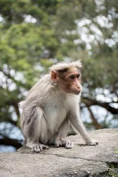  A picture of Rhesus Monkey with a missing hand Stock Photos
