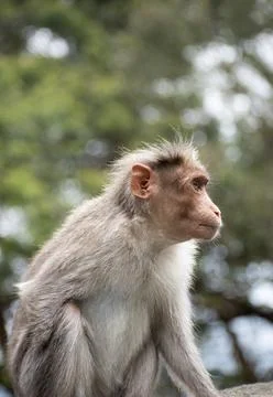  A picture of Rhesus Monkey with a missing hand Stock Photos