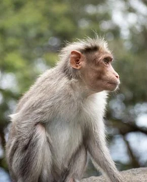  A picture of Rhesus Monkey with a missing hand Stock Photos
