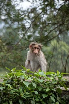  A picture of Rhesus Monkey with a missing hand Stock Photos