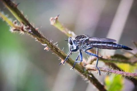 Picture of robber fly Fotos de archivo