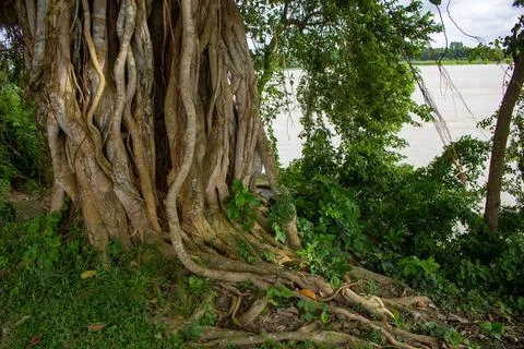 Picture of the roots of a large Banyan tree along the river. A banyan tree in Stock Photos