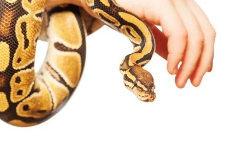 Picture of Royal or Ball python on hand Stock-Fotos