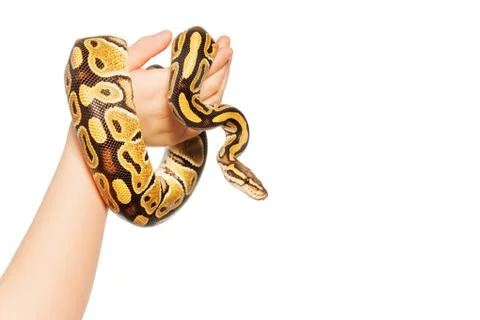 Picture of Royal or Ball python on kid's hand Photos