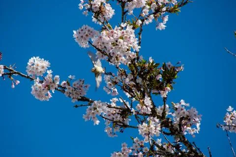 A picture of a ruby-crowned kinglet taking off from a cherry blossom tree. Stock Photos