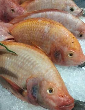 A picture of a ruby fish placed on ice. Stock Photos