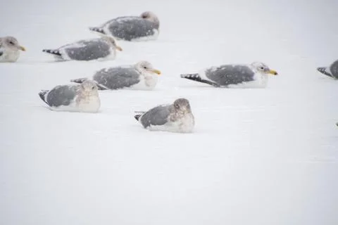 A picture of Seagulls resting on the snow-covered pond. Stock Photos