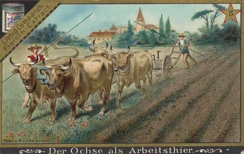 Picture series about the ox the ox as a work animal digitally restored Stock Illustration