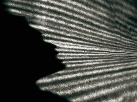 Picture of a shadow Foto stock