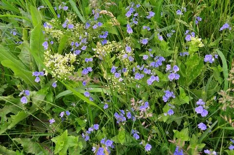 The picture shows small blue and white flowers against a background of delic Stock Photos