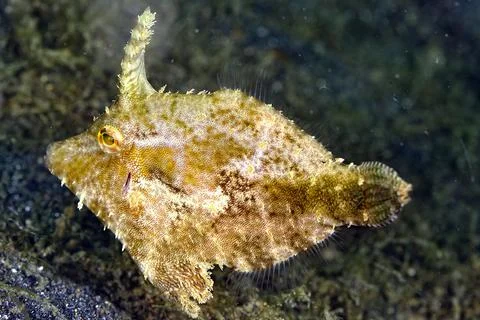A picture of a slender filefish Stock Photos