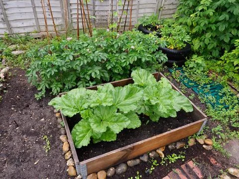 Picture of a small vegetable patch in a back garden showing healthy rhubarb and Stock Photos