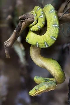 A picture of a snake Stock Photos