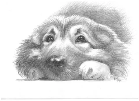 A picture of the snout of a large dog lying on its paws. Stock Illustration