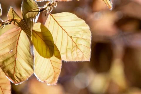 A picture of some fagus leaves with transmitted light. Stock Photos