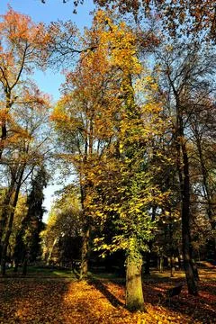 A picture of some trees Stock Photos