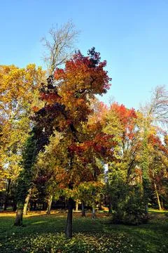 A picture of some trees Stock Photos