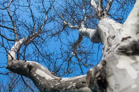 Picture of spring flowering chestnut tree, dry branches with buds of chestnut Stock Photos
