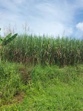 This is a picture of Sugarcane. Stock Photos