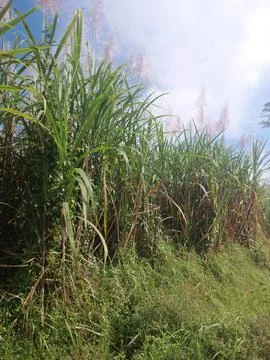 This is a picture of Sugarcane. Stock Photos
