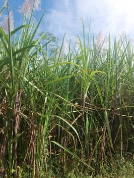 This is a picture of Sugarcane. Stock Photos