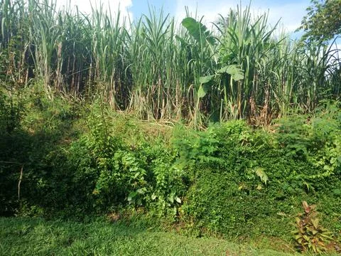 This is a picture of Sugarcane. Stock Photos