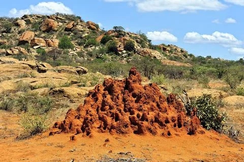 A picture of a termite Stock Photos