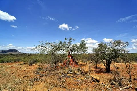 A picture of a termite Stock Photos