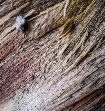 Picture of tree bark. A shape is formed after the bark of the tree has dried. Stock Photos